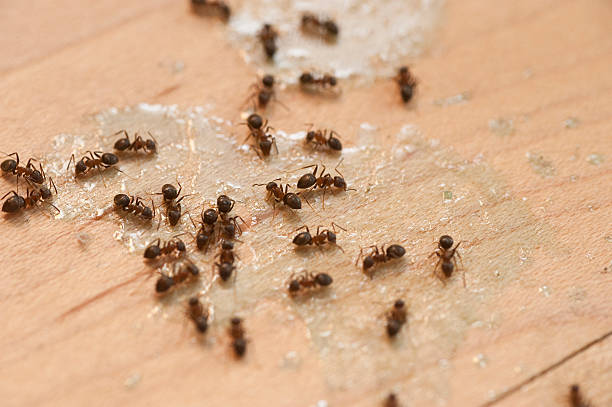 Best Local Pest Control Services  in Chubbuck, ID