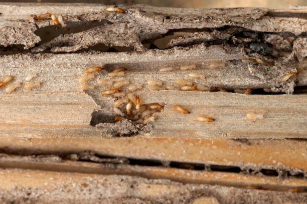 Best Exterminator Services  in Chubbuck, ID